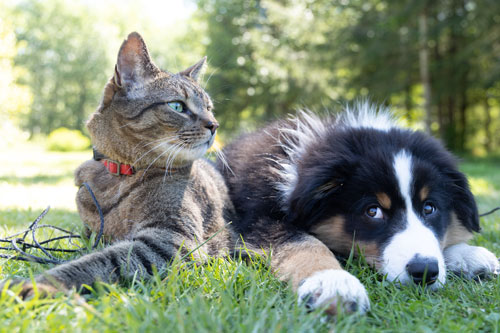 Alimenti e Prodotti per Animali immagine